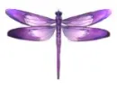 Purple dragon fly