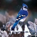 Blue Jay