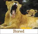 BORED