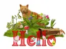 Hello