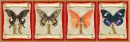 butterflies Rita