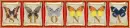 butterflies Shonna