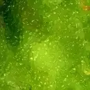 green ooze wallpaper