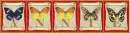 butterflies Annie