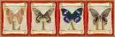 butterflies Liah