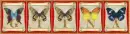 butterflies Giina