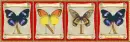 butterflies Ania