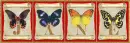 butterflies Jane