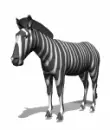 zebra
