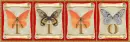 butterflies Tito