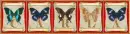 butterflies Carla