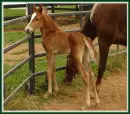 Texas Walking horse