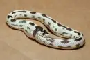 Snake eating its self