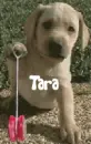 Tara