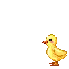 ducky