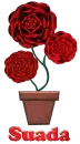 Suada