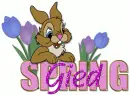 Gied