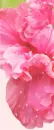 SPRING FLOWERS