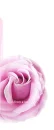 KISS FROM A ROSE