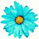 Hot Blue Spinning Daisy