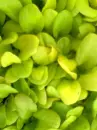 Green nature