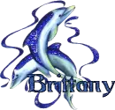 blue brittany dolphins