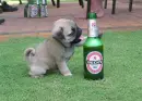 dog drinking wine