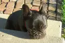 dog asleep and tired