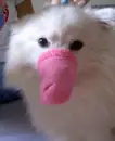 dog with sock on its nose