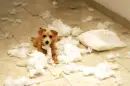 dog tearing up a pillow