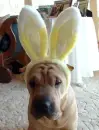dog with bunny ears