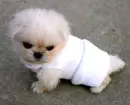 dog wearing sweatband