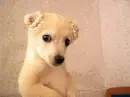 dog wearing bows