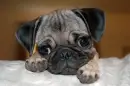 dog acting sad