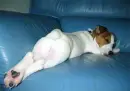 dog asleep