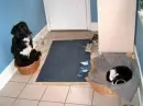two dogs sitting and sleeping