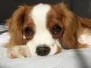 dog acting sad