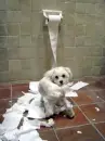 dog tearing up toilet paper