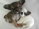 two dogs hugging eachother