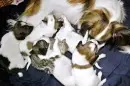 dogs and a squirrel sleeping together