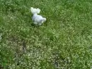 dog running in meadow