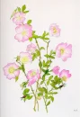 rosas selvagens