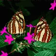borboleta
