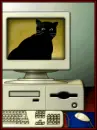 gato