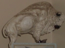 The White Buffalo