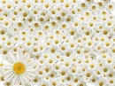 white flower