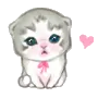 kitten