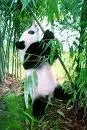 cute panda drawing