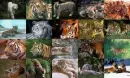 animals