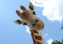 giraffe